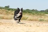 BORDER COLLIE 239